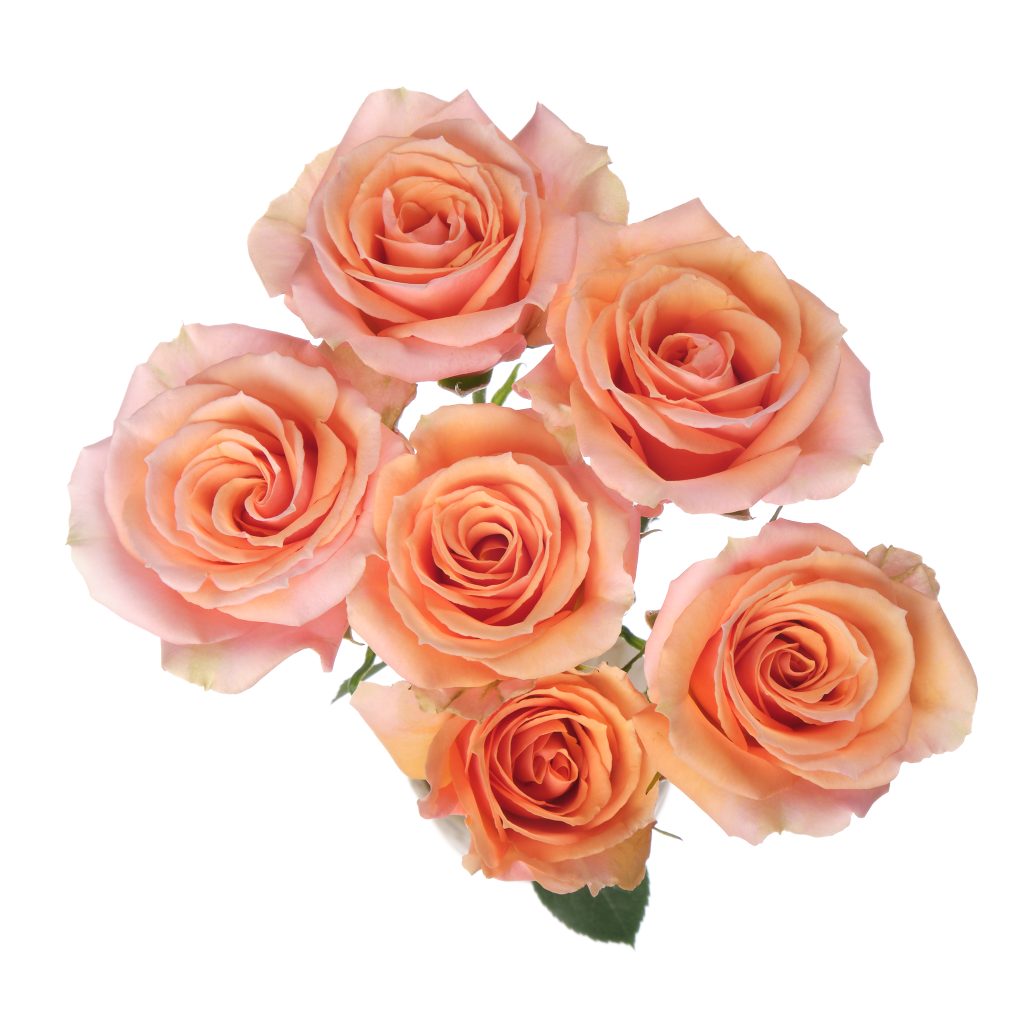 Baby Rosever
