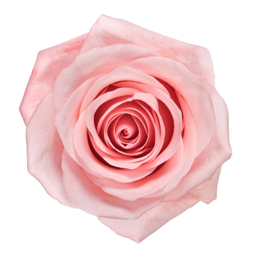 Be Sweet (New Variety)