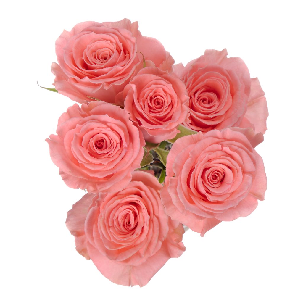 Elegant Rosever