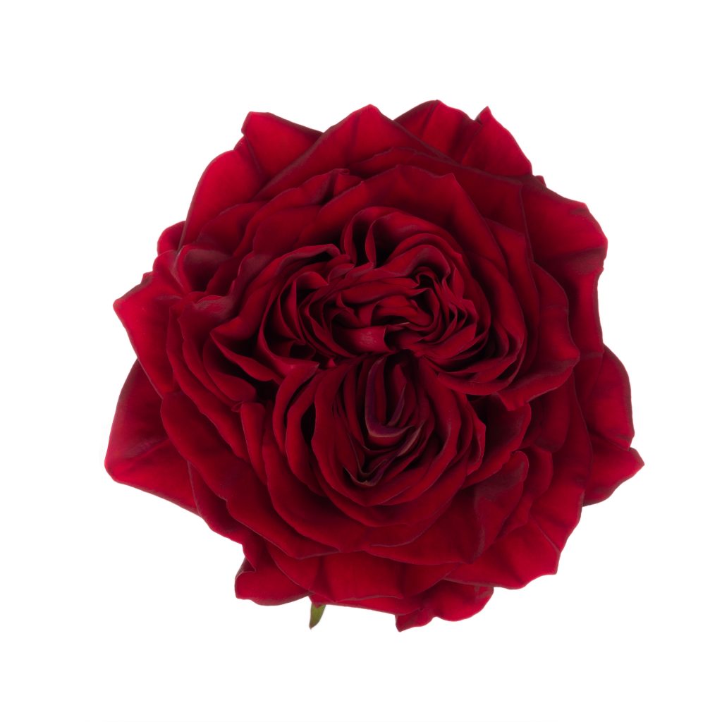Mayra’s Red