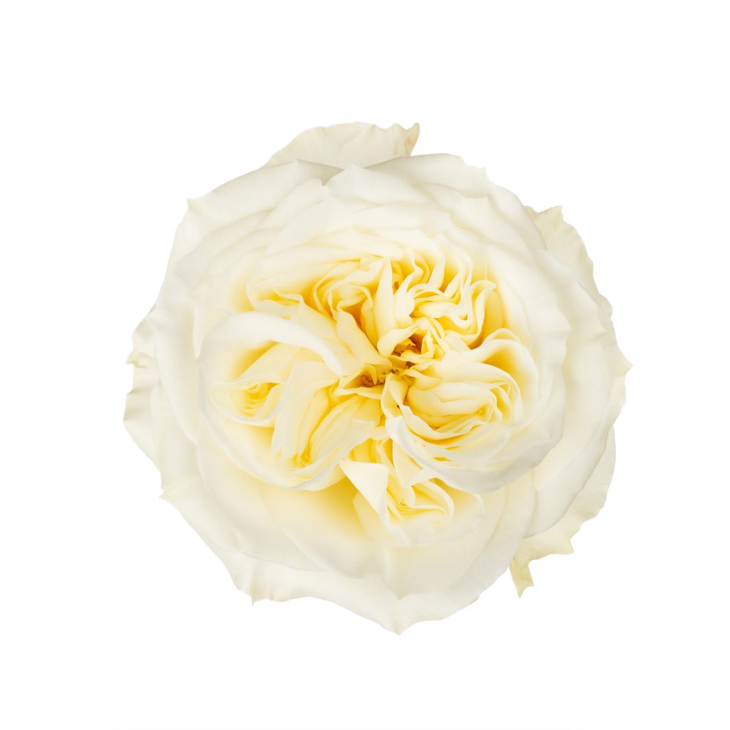 Mayra’s White