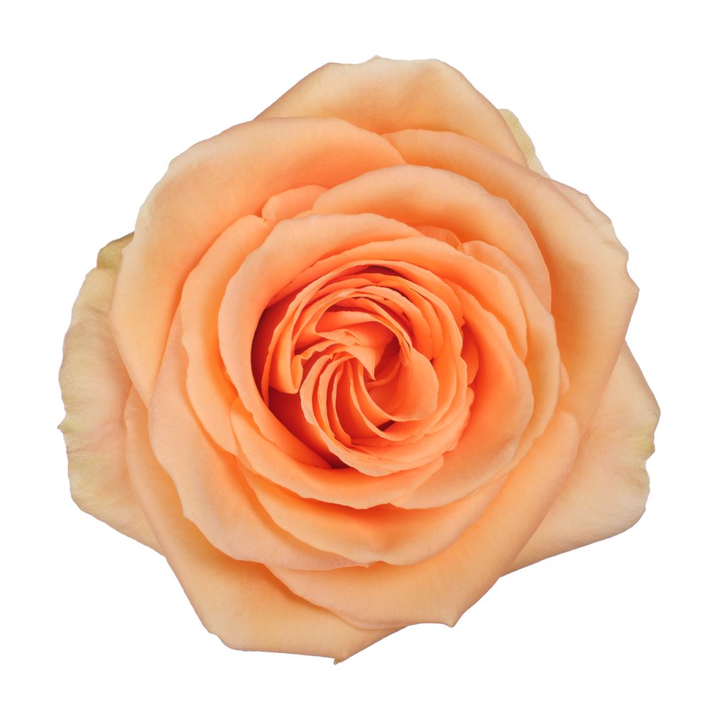 Peach Wave