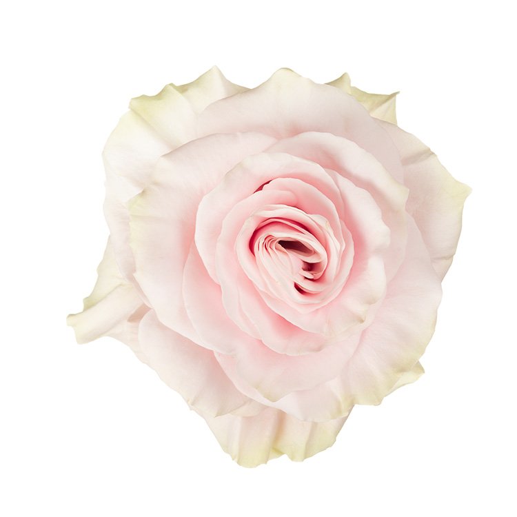 Pink Mondial