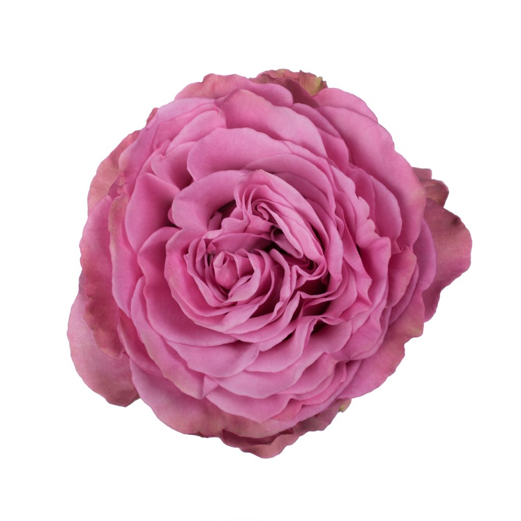 Queen’s Crown