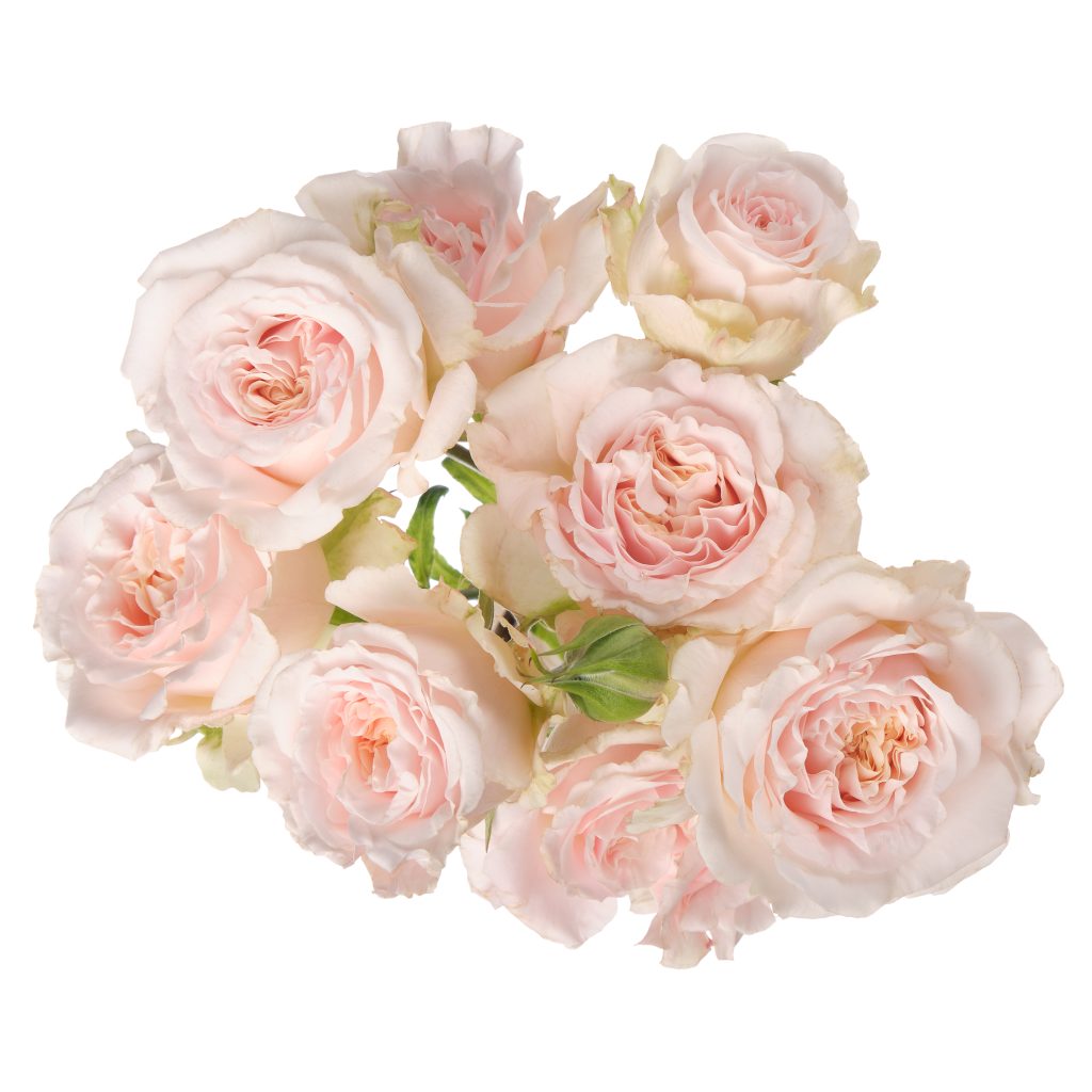 Wedding Rosever