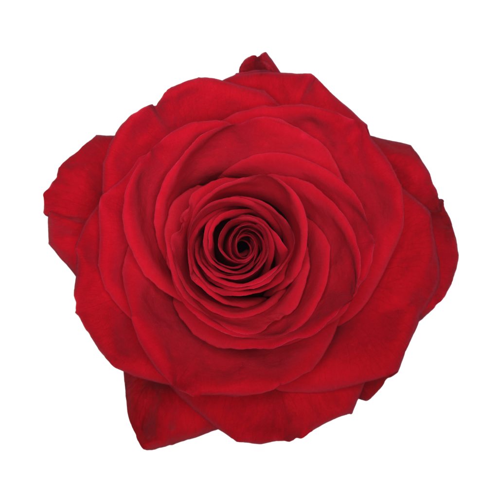 Redvolution