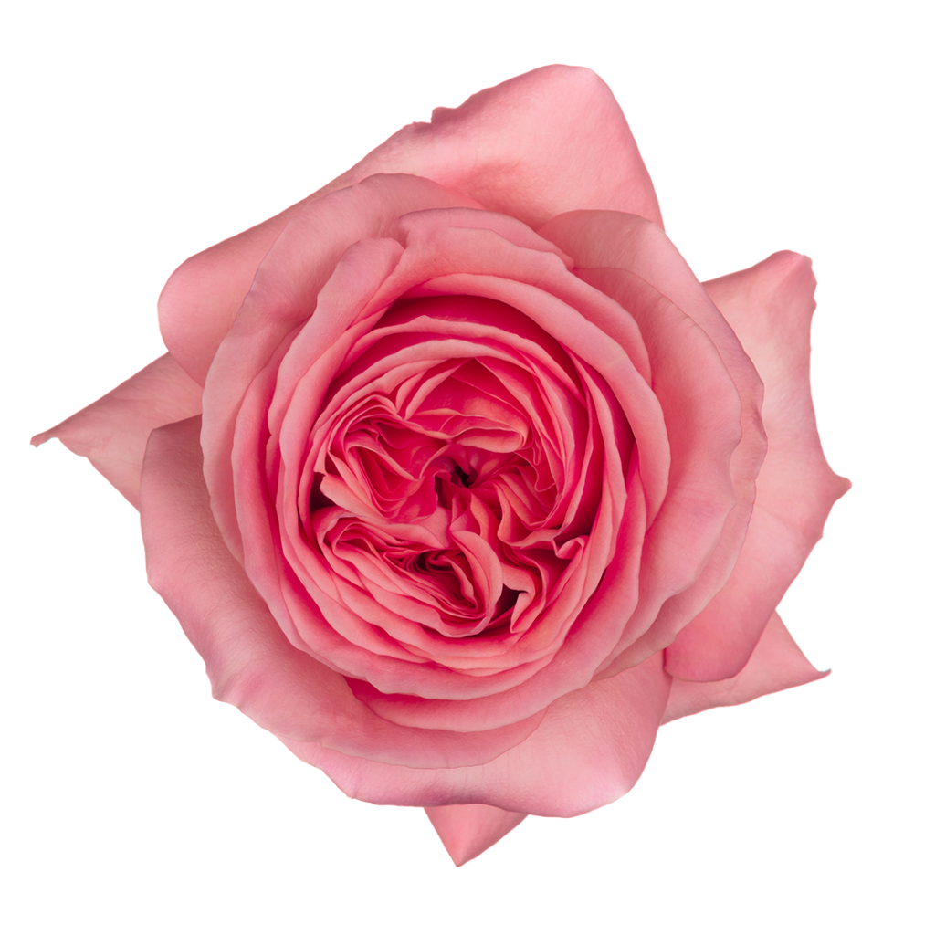 Pink X-Pression