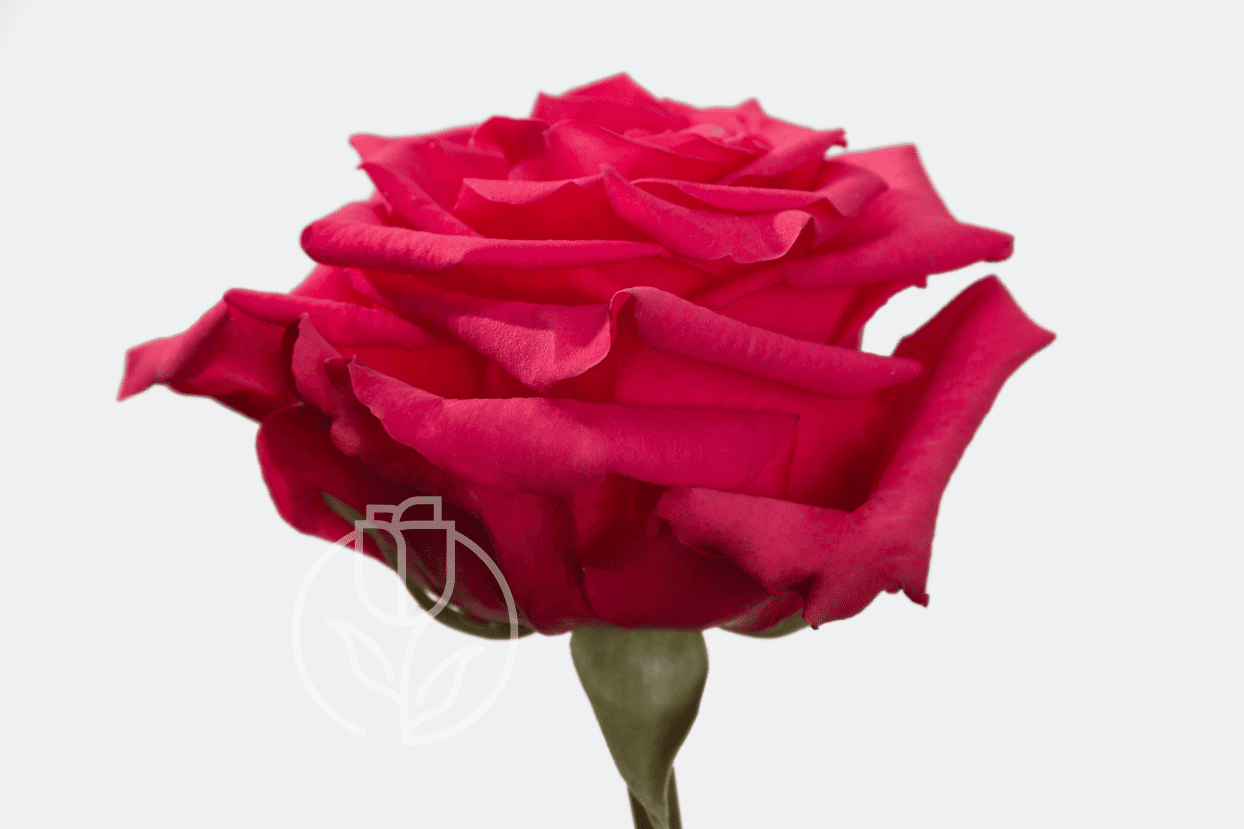 Роза V.I Pink Rosadex
