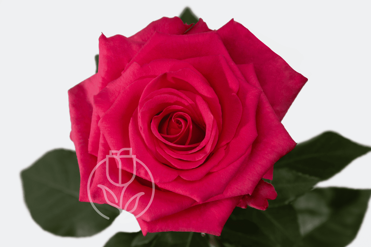 Роза V.I Pink Rosadex