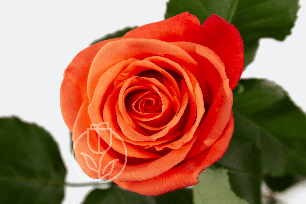 Роза Orange Crush Rosadex