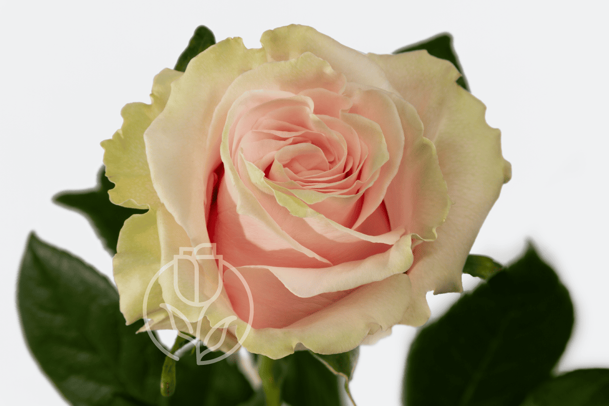 Роза Pink Mondial Rosadex