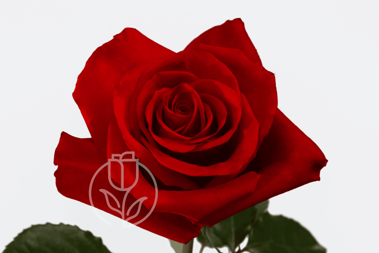 Роза Redvolution Rosadex