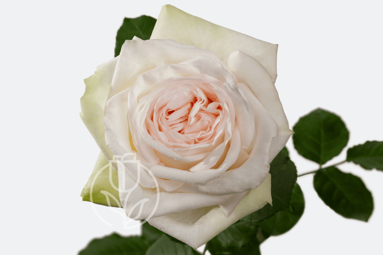 Роза White Ohara Rosadex
