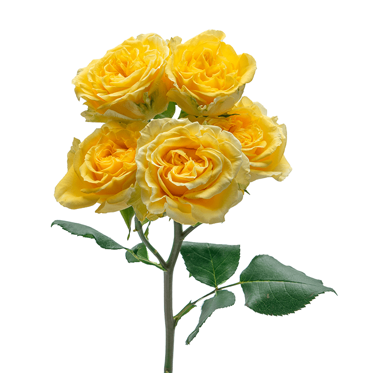 Fibonacci Gioconda