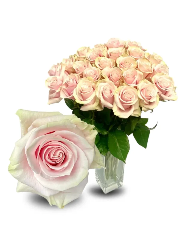 PINK MONDIAL